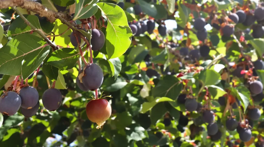 Frelon asiatique : cet arbre fruitier agit comme un vrai aimant au jardin (mieux vaut le savoir)