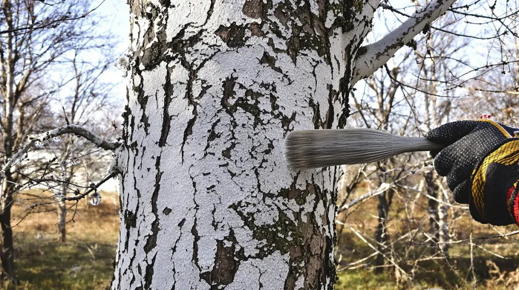 Ils blanchissent leurs fruitiers en ce moment, et ce n’est pas pour faire joli